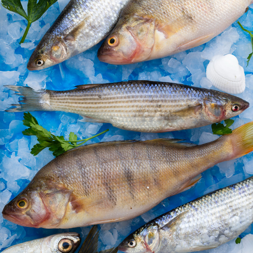 Fisch Transport